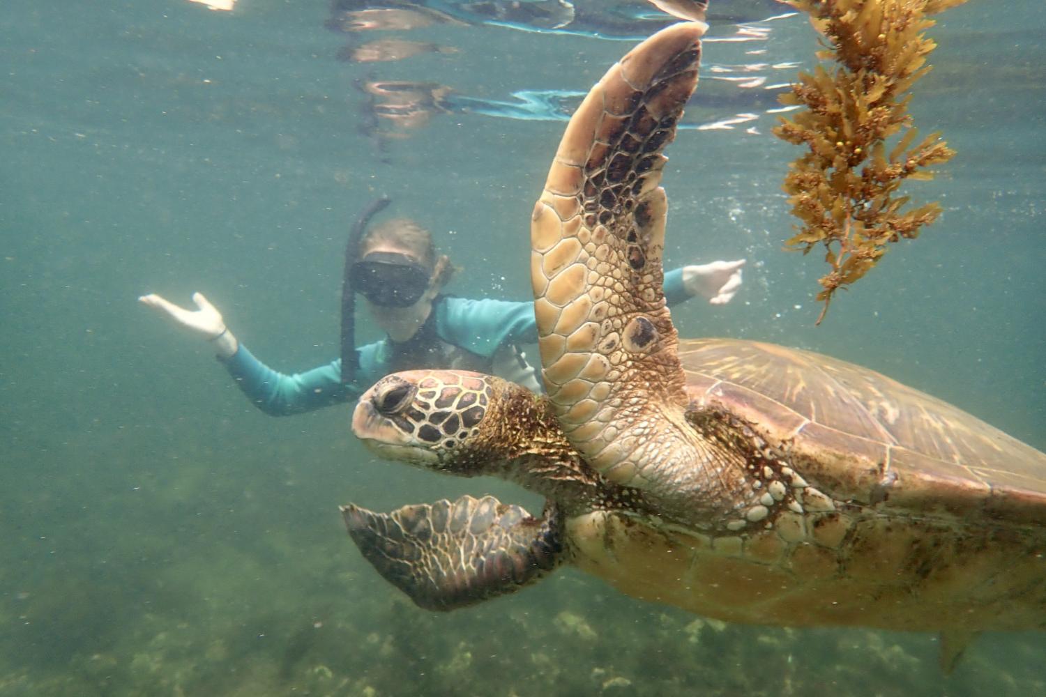 一名<a href='http://police.cuentascorrientes.net'>bv伟德ios下载</a>学生在Galápagos群岛游学途中与一只巨龟游泳.